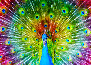 Enjoy – Colorful Peacock – 1000 bitar