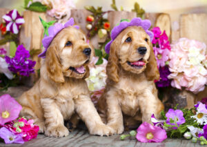 Enjoy – Spaniel Puppies with Flower Hats – 1000 bitar