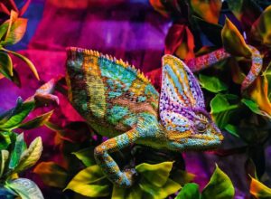 Ravensburger – Chameleon – 500 bitar